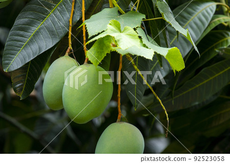 芒果,愛芒果,芒果,芒果歐文 芒果,愛芒果,芒果,芒果歐文 92523058