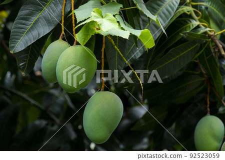 芒果,愛芒果,芒果,芒果歐文 芒果,愛芒果,芒果,芒果歐文 92523059