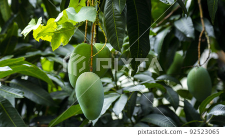 芒果,愛芒果,芒果,芒果歐文 芒果,愛芒果,芒果,芒果歐文 92523065
