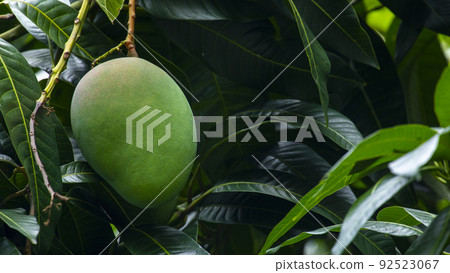  芒果，愛芒果，芒果，芒果歐文 92523067