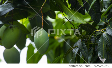  芒果，愛芒果，芒果，芒果歐文 92523069
