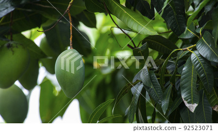 芒果,愛芒果,芒果,芒果歐文 芒果,愛芒果,芒果,芒果歐文 92523071