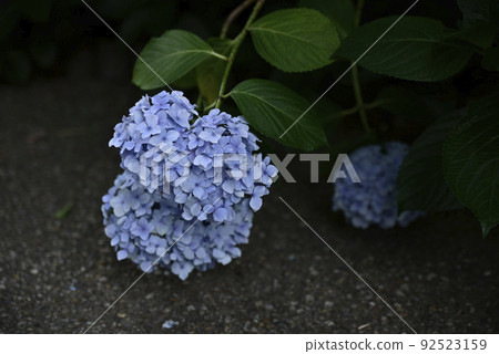大塚商會歷史公園的繡球花 大塚商會歷史公園的繡球花 92523159