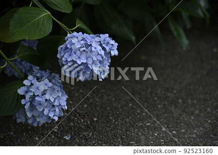 大塚商會歷史公園的繡球花 大塚商會歷史公園的繡球花 92523160