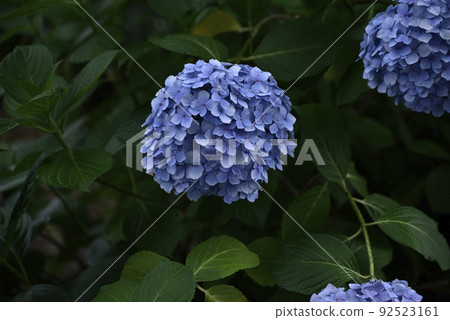 大塚商會歷史公園的繡球花 大塚商會歷史公園的繡球花 92523161