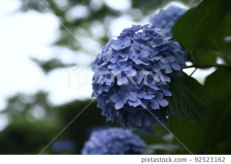 大塚商會歷史公園的繡球花 大塚商會歷史公園的繡球花 92523162