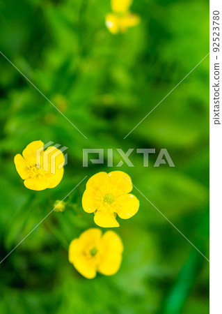 Meadow buttercup breeding near Enzanso in the Northern Alps of Nagano Prefecture 92523780