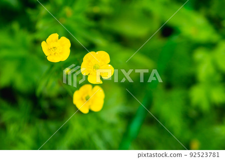 Meadow buttercup breeding near Enzanso in the Northern Alps of Nagano Prefecture 92523781