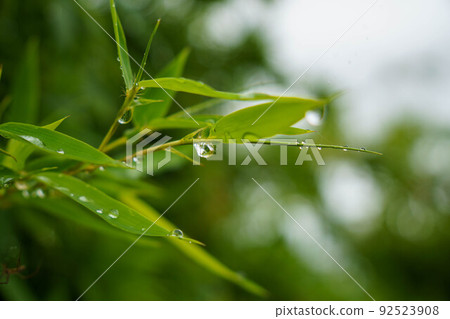 竹葉在雨中濕潤 竹葉在雨中濕潤 92523908