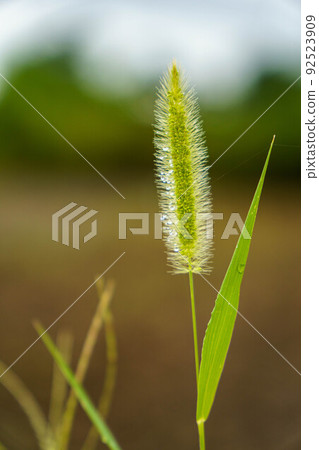 野草濕 野草濕 92523909