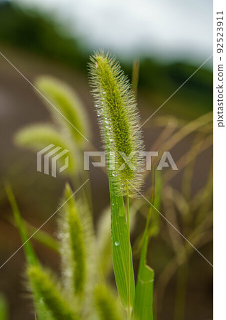 Wild grass wet Wild grass wet 92523911
