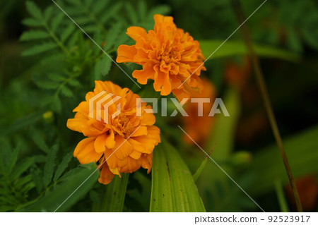 Marigold flower 92523917