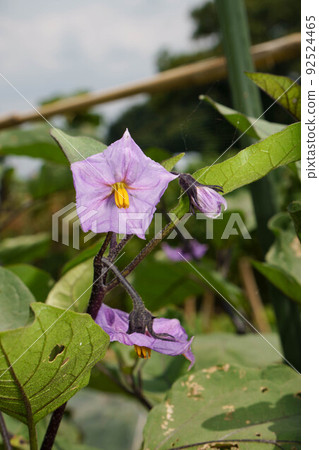 Light purple eggplant flower 92524465