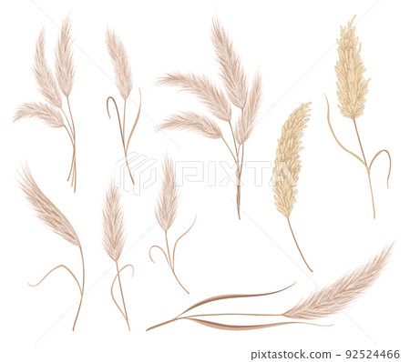 Pampas grass branches collection. Dry feathery head plumes, used in flower arrangements, ornamental, interior decoration, fabric print, wallpaper, wedding card. Golden ornament element in boho style 92524466
