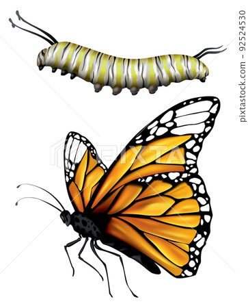 caterpillar to butterfly