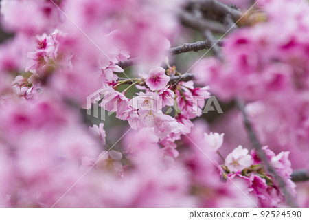 公園裡的河津櫻（河津櫻花）鮮花盛開。 92524590