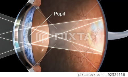 human eye vision structure 92524636