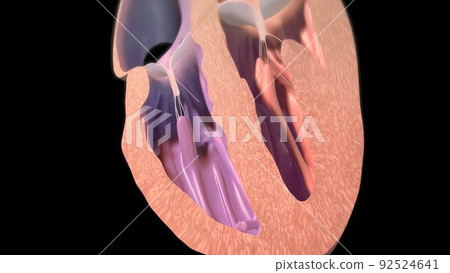 The right atrium receives blood from the veins and pumps it to the right ventricle. 92524641