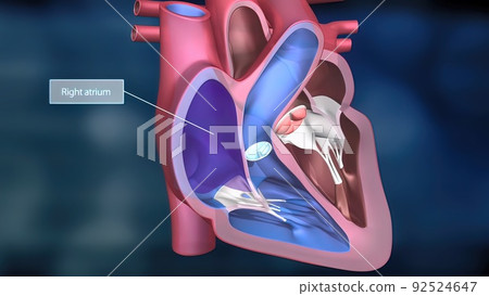 Heartwork system. Pumps Blood Through The Human Body Heartwork system. Pumps Blood Through The Human Body 92524647