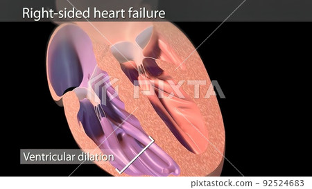 The right atrium receives blood from the veins and pumps it to the right ventricle. The right atrium receives blood from the veins and pumps it to the right ventricle. 92524683