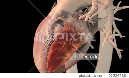 Human heart, realistic anatomy Human heart, realistic anatomy 92524688