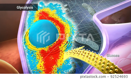 Glucose, a simple sugar, provides energy for cell functions 92524693