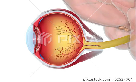 How the eye works and descriptions and functions of the major structures of the human eye 92524704