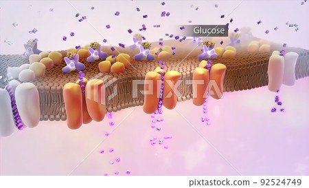 mechanism of action of insulin, glucose, Human Insulin, structure of the molecul 92524749