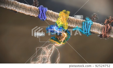 G-protein-coupled receptors (GPCRs) are the largest and most diverse group of membrane receptors in eukaryotes. G-protein-coupled receptors (GPCRs) are the largest and most diverse group of membrane receptors in eukaryotes. 92524752