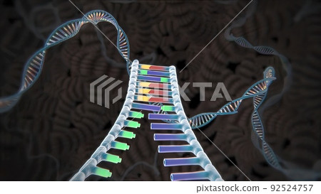 Mechanisms that induce or suppress the expression of a gene 92524757