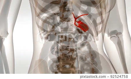 The Woman Gallbladder With organs Medical Scan Anatomy The Woman Gallbladder With organs Medical Scan Anatomy 92524758