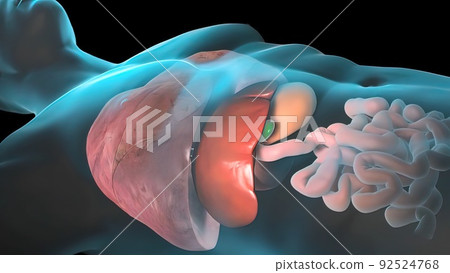 Human Internal Organs. Liver, pancreas, gallbladder. 92524768