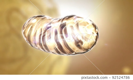 Mitochondria, a membrane-enclosed cellular organelles, which produce energy Mitochondria 92524786