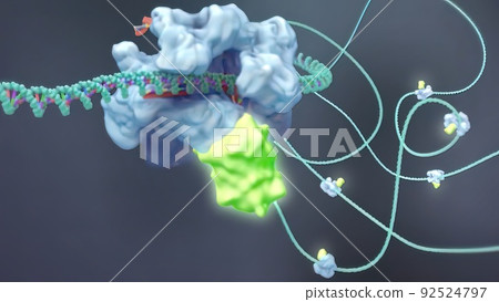 Mechanisms that induce or suppress the expression of a gene 92524797