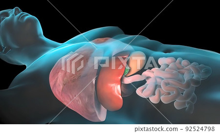 Human Internal Organs. Liver, pancreas, gallbladder. Human Internal Organs. Liver, pancreas, gallbladder. 92524798