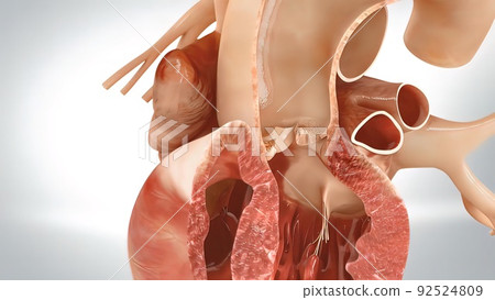 3D of the human heart pumping blood through the circulatory system 3D of the human heart pumping blood through the circulatory system 92524809