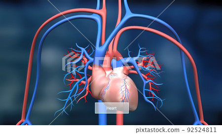 This features the heart and circulatory system and how they work. 92524811