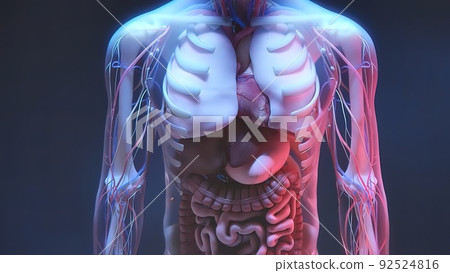 Human anatomy and internal organs on black back ground, 3D Medical 92524816