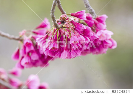 鐘形的櫻花盛開，非常美麗。櫻花的名字是 Kanhi-zakura (Kanhi-zakura)。 92524834