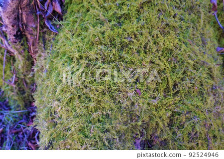 Shinobu Goke Shinobi Moss Moss Rihei Chaya Forest Park Shinobu Goke Shinobi Moss Moss Rihei Chaya Forest Park 92524946