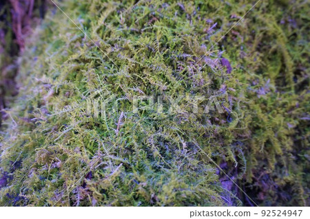 Shinobu Goke Shinobi Moss Moss Rihei Chaya Forest Park Shinobu Goke Shinobi Moss Moss Rihei Chaya Forest Park 92524947