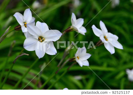 哈納花花 92525137
