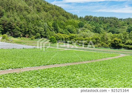 Farm in the mountains [Chinese cabbage before heading] 92525164