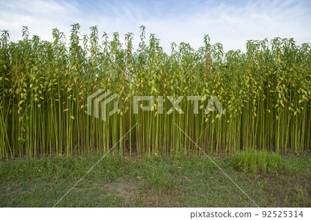Green jute Plantation field.  Raw Jute plant Texture background.  92525314