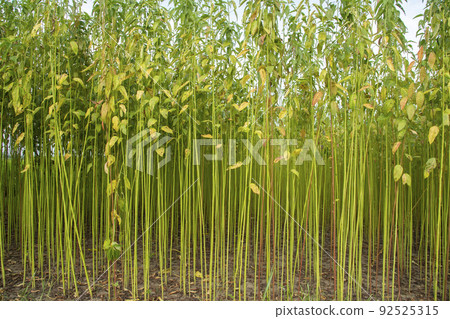 Green jute Plantation field.  Raw Jute plant Texture background.  92525315