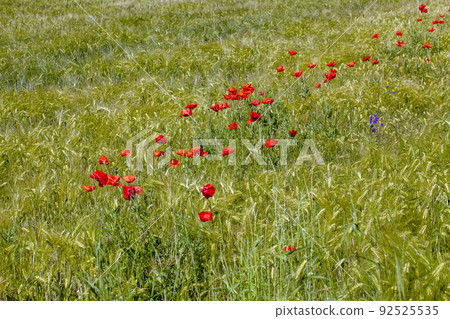red poppies growing in an agricultural field with cereals red poppies growing in an agricultural field with cereals 92525535