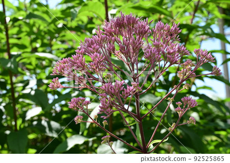 Eupatorium atropurpreum (菊科) Eupatorium atropurpreum (菊科) 92525865