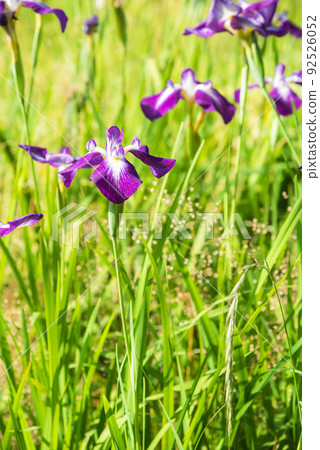 《Aichi Prefecture》 Nagoya City Meijo Park Kakitsubata 《Aichi Prefecture》 Nagoya City Meijo Park Kakitsubata 92526052