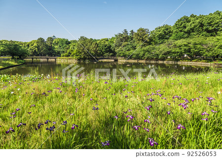 《Aichi Prefecture》 Nagoya City Meijo Park Kakitsubata 《Aichi Prefecture》 Nagoya City Meijo Park Kakitsubata 92526053