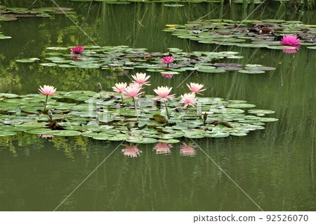 Water lily in Hamanako Garden Park Water lily in Hamanako Garden Park 92526070
